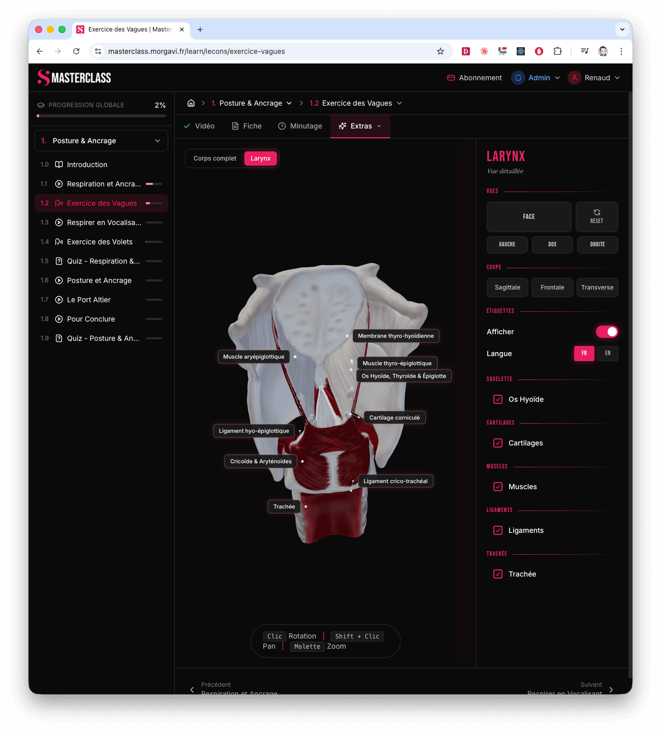 Modèle anatomique 3D du larynx